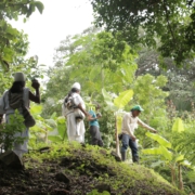 Die Arhuaco Produzenten unseres Cacao Criollo