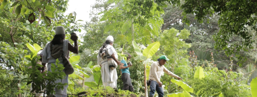 Die Arhuaco Produzenten unseres Cacao Criollo