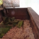 Fermentation des rohen Kakaos